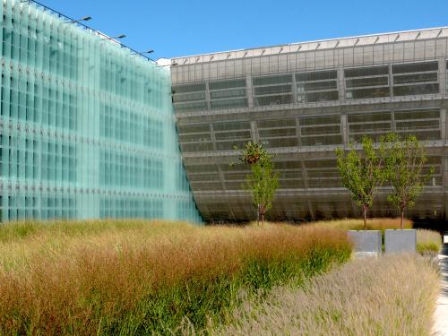 Roof garden with ornamental grasses